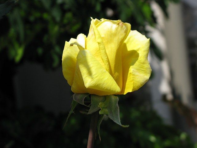  photo SunbrightatjudsonterraceIMG_0737640wide_zpsc01e648c.jpg